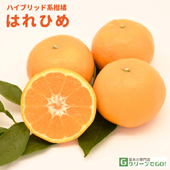 ■優良2年生大苗■ みかん 苗木 【はれひめ ［登録品種］】 2年生大苗 接ぎ木