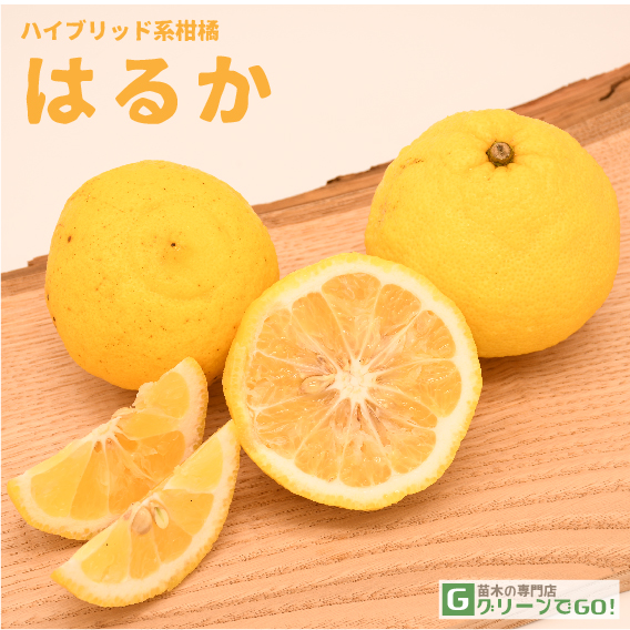 hiroです！ 柑橘　果樹苗　はるか　苗木 みかんの苗 はるか【果樹の苗木 12～15cmポット 1～2年生 接木苗