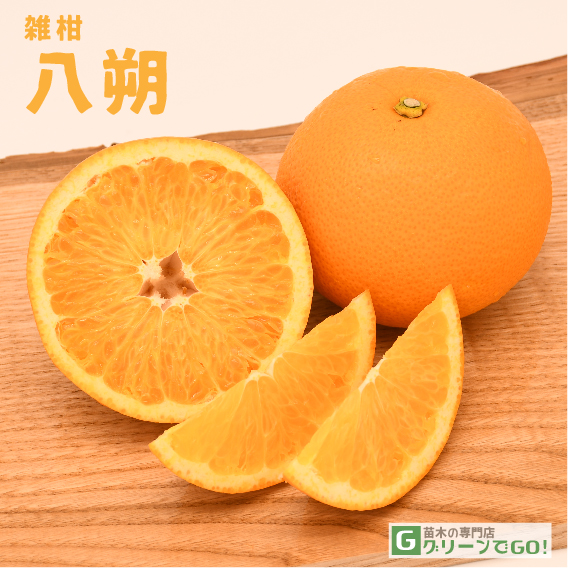 八朔