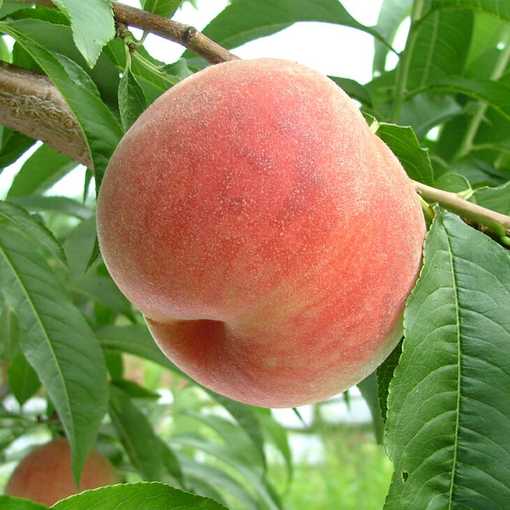 桃 苗木 【日川白鳳 （ひかわはくほう）】 3年生 接ぎ木 約1.1m 大苗