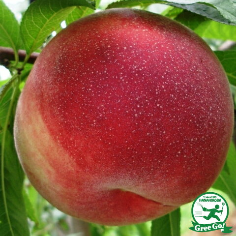 桃 苗木 【ひめこなつ ［登録品種］】 3年生 接ぎ木 約1.1m 大苗