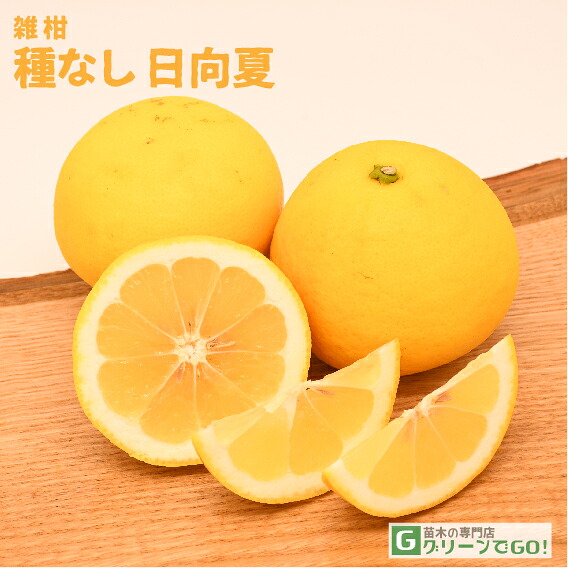 オレンジ 苗木 【種無し 日向夏 （ひゅうがなつ）】 3年生 接ぎ木 約