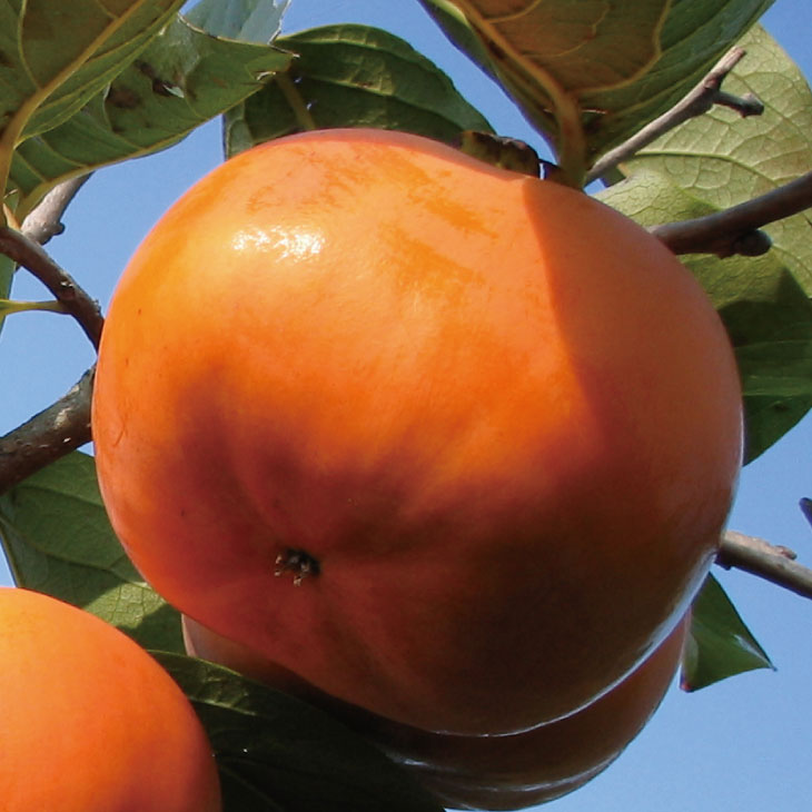 完全甘柿 いさはや