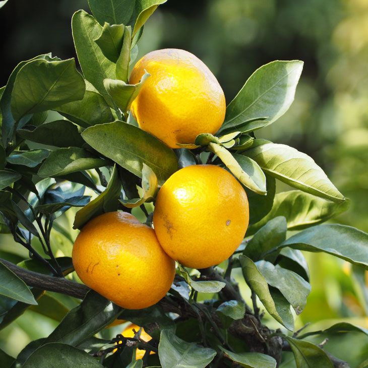 みかん 苗木 【石地中生 （いしじなかて）】 3年生 接ぎ木 約1.0m 大苗