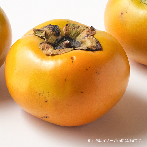 □優良2年生大苗□ 柿 苗木 【完全甘柿 太豊 （たいほう） ［登録品種