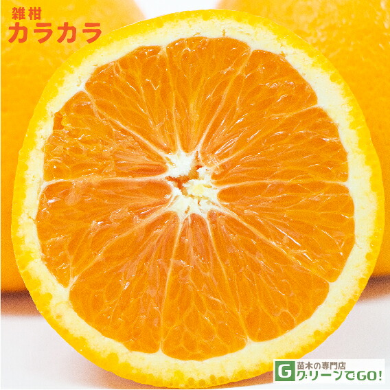■優良2年生大苗■ オレンジ 苗木 【カラカラ】 2年生大苗 接ぎ木
