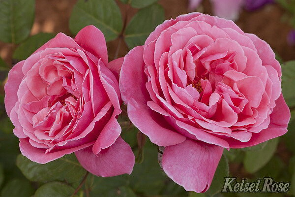 バラ 苗 京成 アライブ Ht 大輪 四季咲き 2年生 接ぎ木大苗 バラ 苗 京成 アライブ Ht 大輪 四季咲き 2年生 接ぎ木大苗