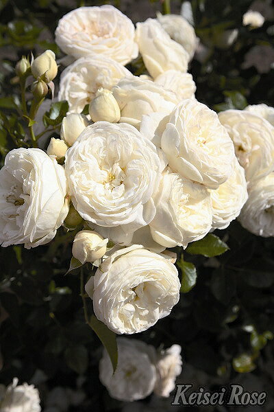 バラ 苗 京成 アルテミス Cl 四季咲き 2年生 接ぎ木大苗