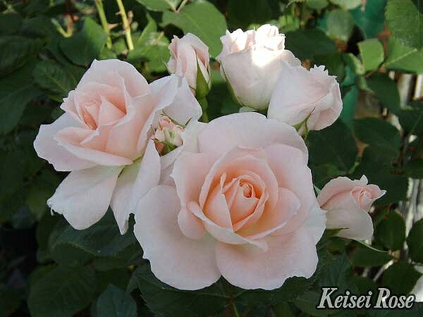 バラ花苗　切花品種　ベア　DAウエディングローズ 蕾たくさん　ER　接木　大苗 蕾付き30cm↑↓バラ苗 ケニアER DAベアトリス 切花品種 強健強香