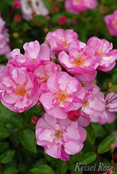 バラ 苗 京成 ラベンダー メイディランド 修景バラ 四季咲き 2年生 接ぎ木大苗