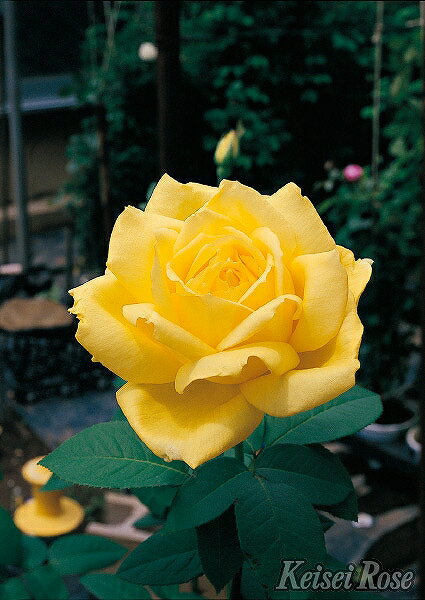 バラ 苗 京成 ローズヨコハマ Ht 大輪 四季咲き 2年生 接ぎ木大苗