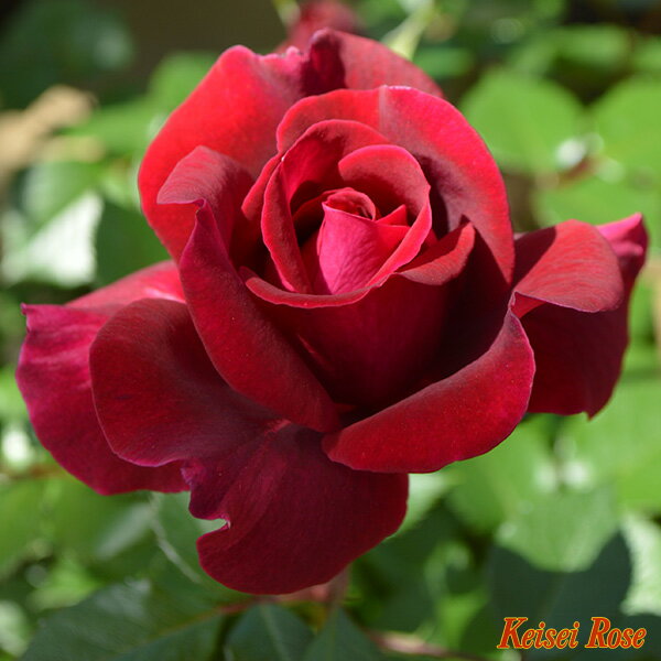 バラ 苗 京成 ジプシー ソウル Ht 2年生 接ぎ木大苗 バラ 苗 京成 ジプシー ソウル Ht 2年生 接ぎ木大苗