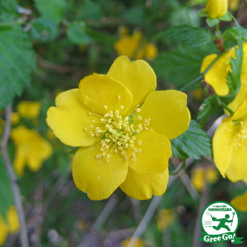 黄花一重ヤマブキ