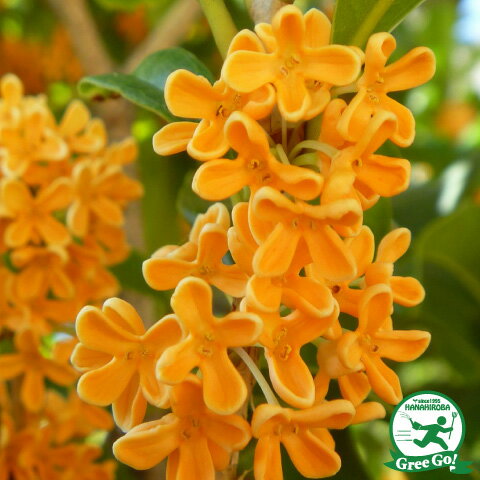 モクセイ 苗 キンモクセイ 1 8m根巻き特大苗