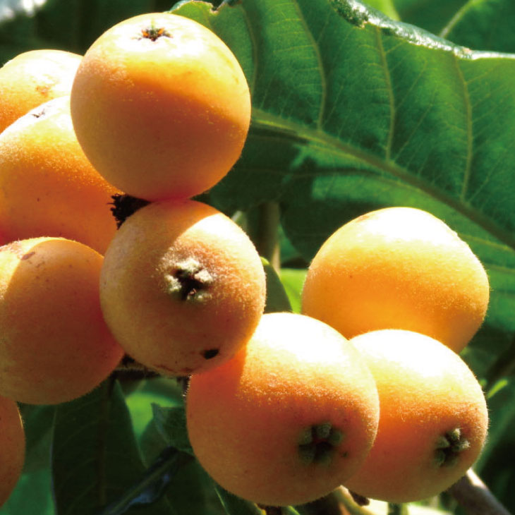 ビワ 苗 【大実 クイーン長崎】 2年生 接ぎ木 大苗