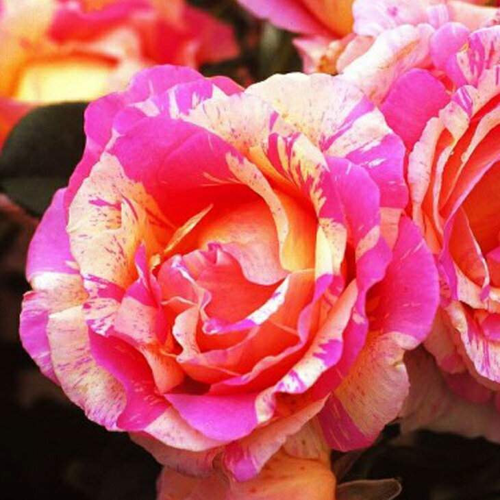 バラ 苗 デルバール クロード モネ Ht 大輪 四季咲き 2年生 接ぎ木大苗