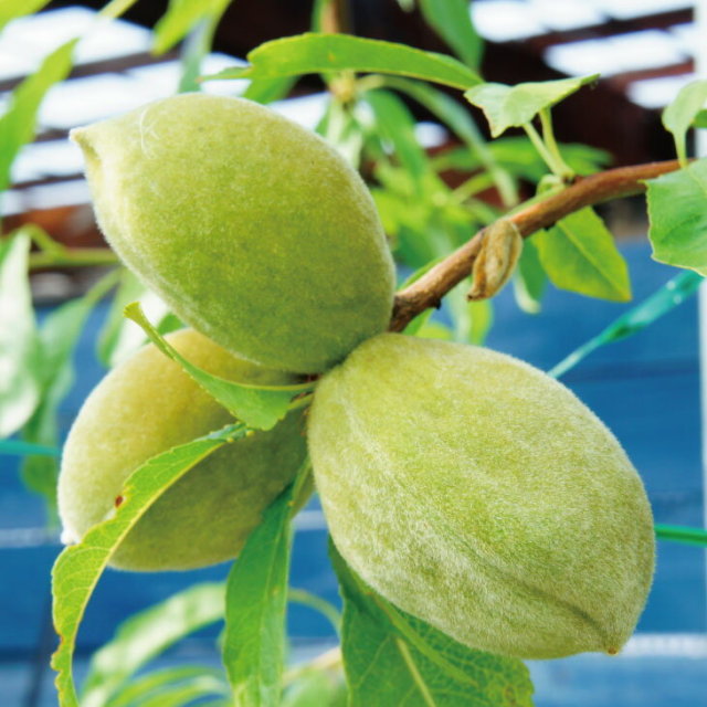 アーモンド 苗木 アーモンド ダベイ種 1年生 接ぎ木 ポット苗