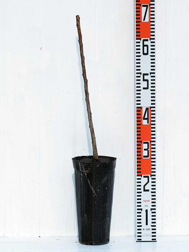 アンズ 苗木 【信州大実 (しんしゅうおおみ)】 1年生 接ぎ木 ポット苗