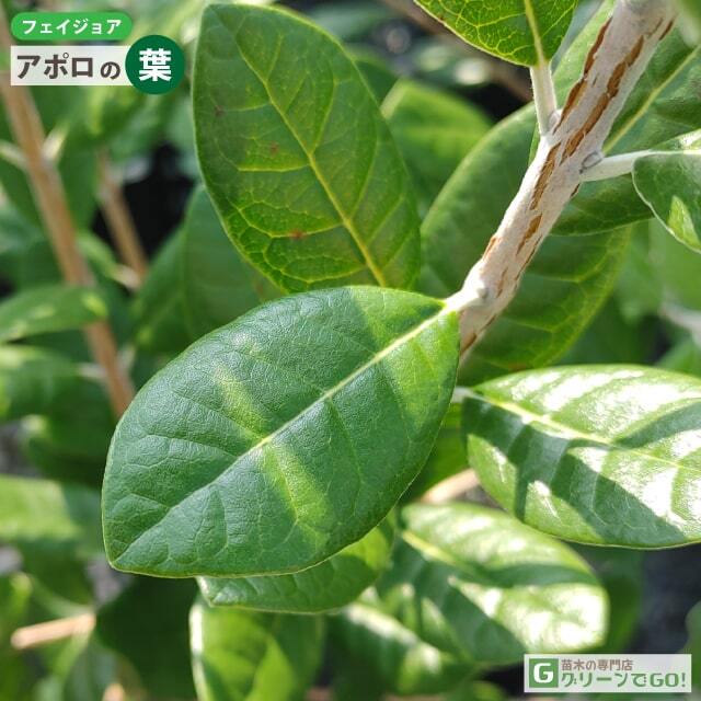 フェイジョア ★ アポロ ③ フェイジョア 苗 【アポロ】 3年生 接ぎ木 約1.1m 大苗