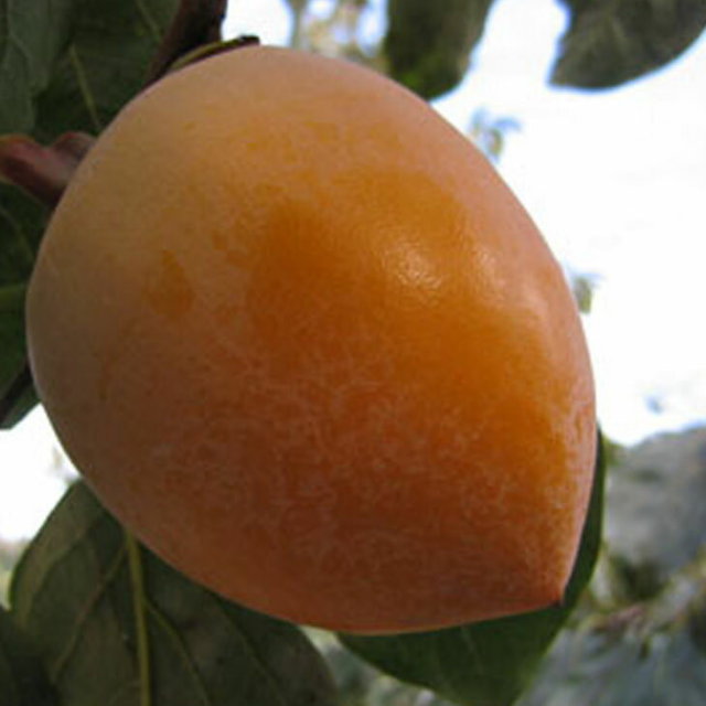 渋柿 愛宕 あたご