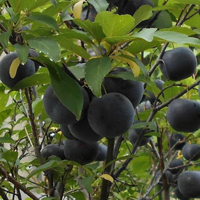 バイオチェリー