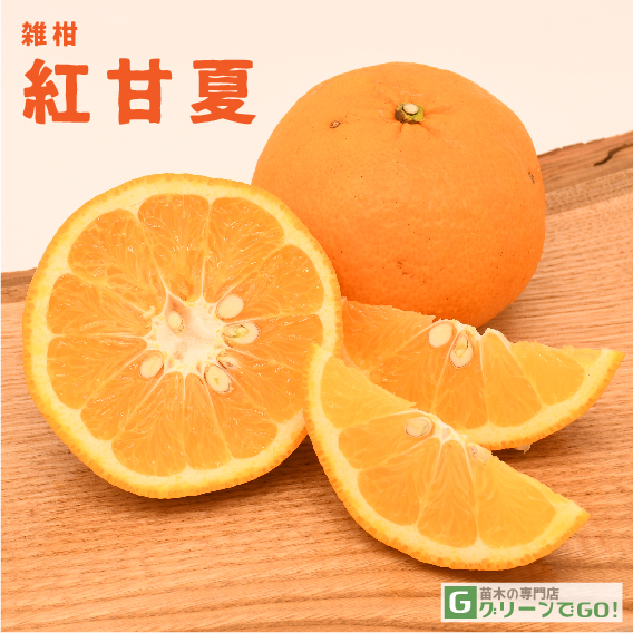 オレンジ 苗木 【紅甘夏 （べにあまなつ）】 3年生 接ぎ木 大苗