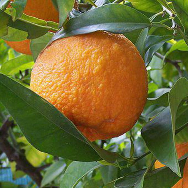 □優良2年生大苗□ ベルガモット 苗 【ベルガモット】 2年生大苗 接ぎ木