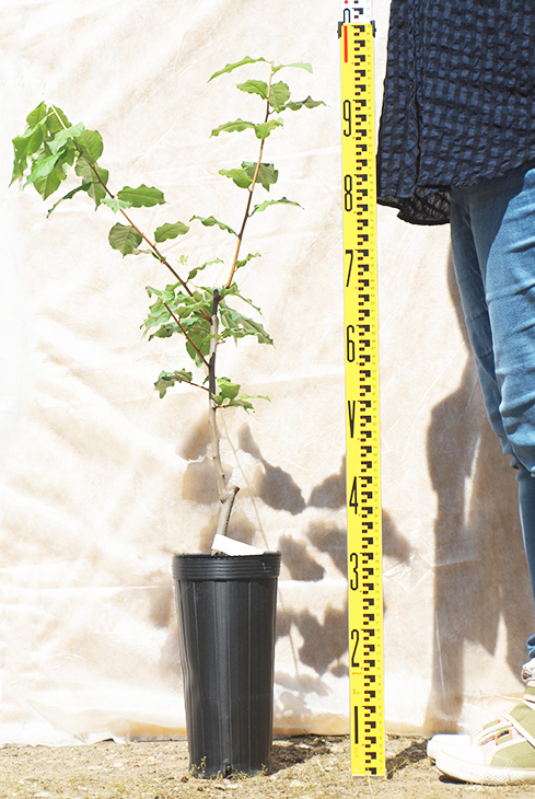 グミ 苗木 【ビックリグミ】 2年生 大苗