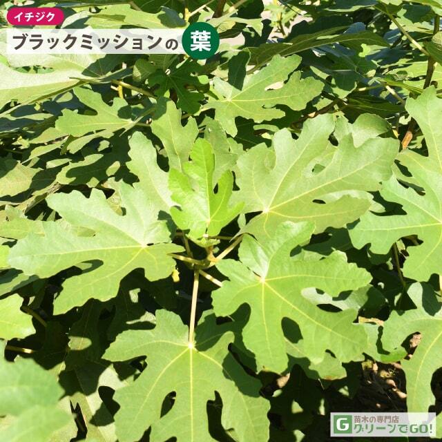 イチジク 苗 【ブラックミッション】 2年生 挿し木 ポット苗