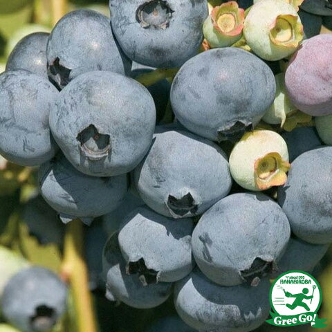  シエラノーザンハイブッシュ系