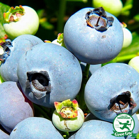 ノーザンハイブッシュ系 苗木の専門店 【グリーンでGO！】