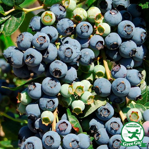 ラビットアイ系 苗木の専門店 【グリーンでGO！】