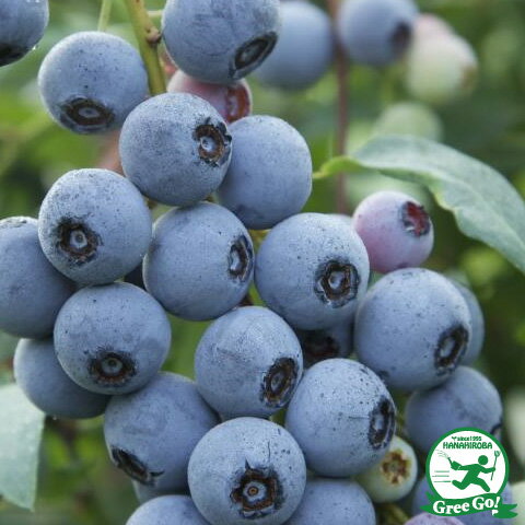 ちゃあ様 専用ページ フェルトおままごと☆ボニータdonut☆オーダー