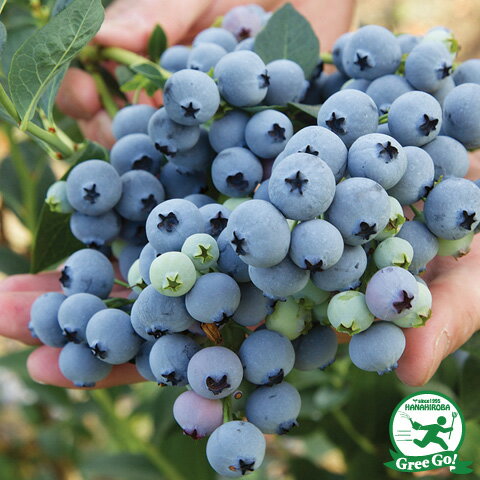 ブルーベリー苗 42本セット(6品種×7本) ブルーベリー苗 42本セット(6品種×7本) 販売 中