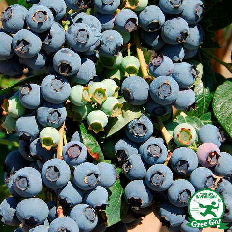 ノーザンハイブッシュ系 苗木の専門店 【グリーンでGO！】