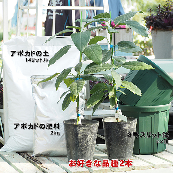 アボカド 苗 2品種選べる アボカド栽培セット 2年生接木苗 2品種 専用土 肥料とスリット鉢2個付き