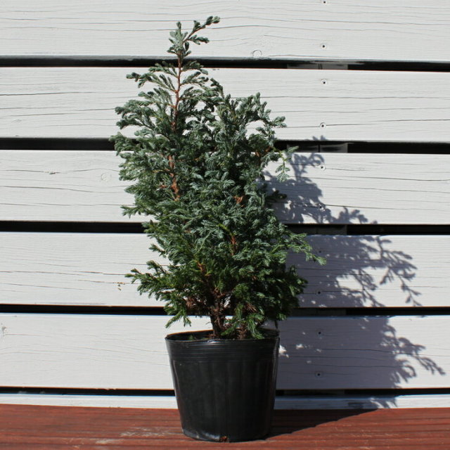 コニファー 苗 ボールバード 直立性 5号ポット苗