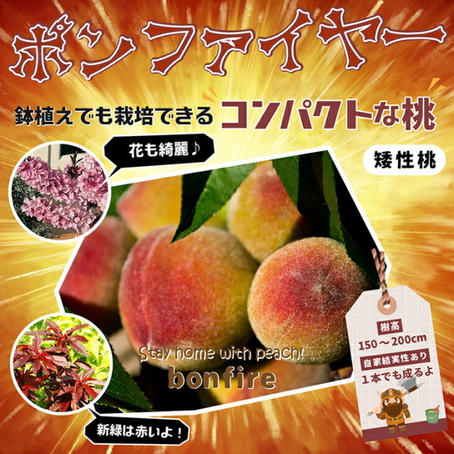 ■優良2年生大苗■ 桃 苗木 【矮性桃 ボンファイヤー】  2年生大苗 接ぎ木