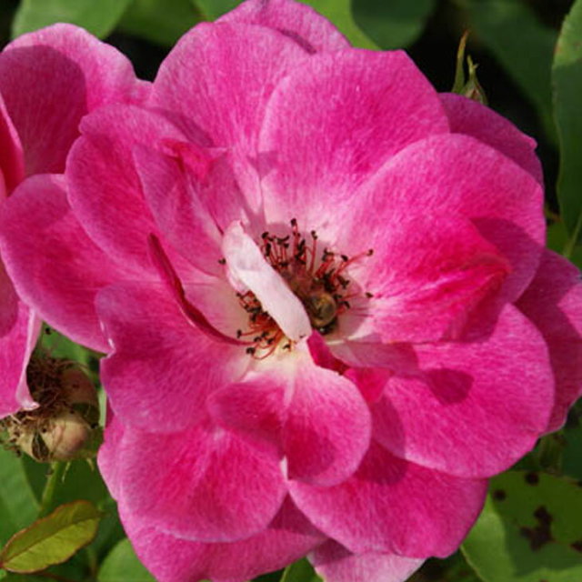 バラ 苗 ブリリアントピンクアイスバーグ Fl 中輪 四季咲き 2年生 接ぎ木大苗