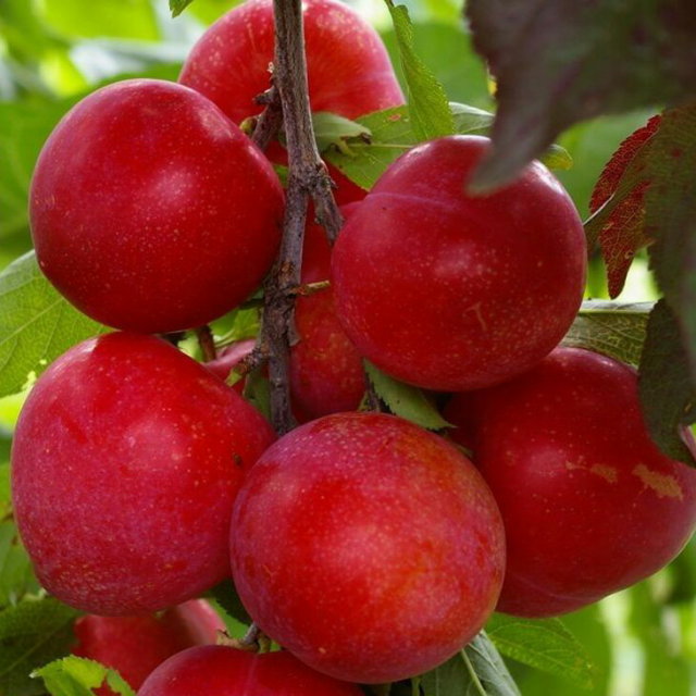 スモモ プラム 苗 【ビューティー】 3年生 接ぎ木 約1.1m 大苗