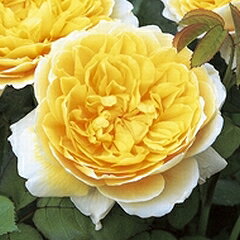 シャーロット オースチン 大輪 返り咲き