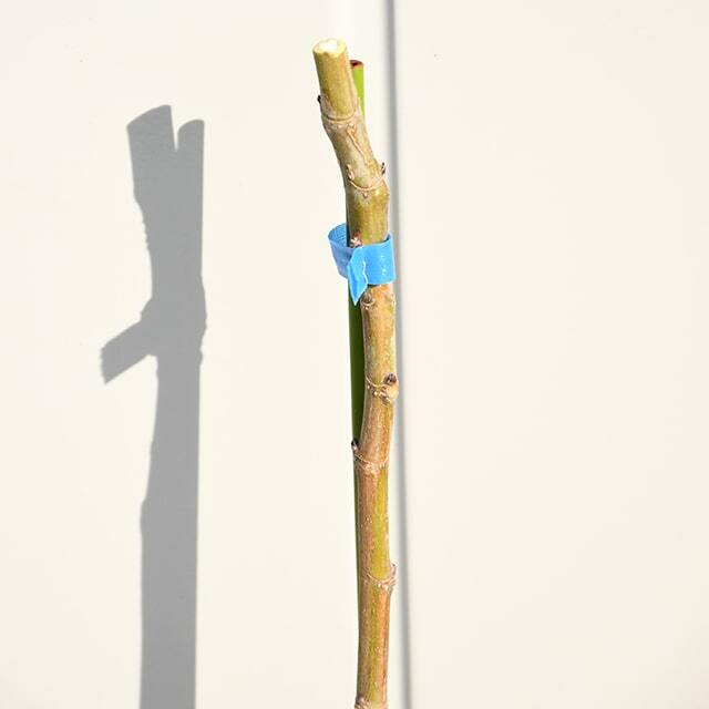 イチジク 苗 【パスティリエ】 2年生 挿し木 ポット苗