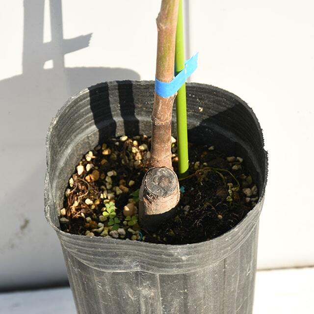 イチジク 苗 【パスティリエ】 2年生 挿し木 ポット苗