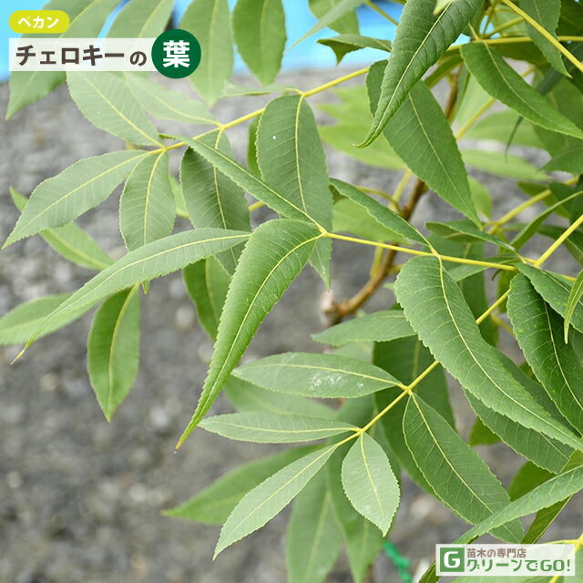 ナッツの木 苗 【ペカン （チェロキー）】 4年生接ぎ木苗