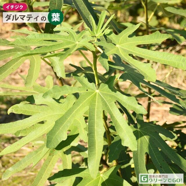 イチジク 苗 【ダルマティ】 1年生 挿し木 ポット苗