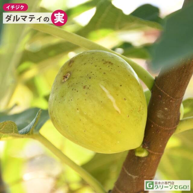 イチジク 苗 【ダルマティ】 1年生 挿し木 ポット苗
