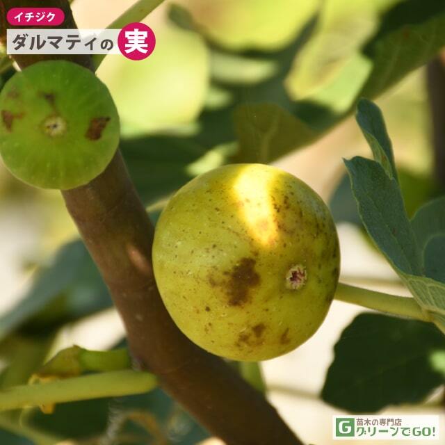 イチジク 苗 【ダルマティ】 1年生 挿し木 ポット苗