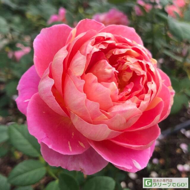 ron023様モネ+神楽薔薇挿木苗バラ苗花