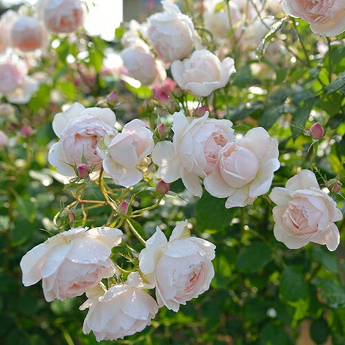 バラ 苗 デルバール マダム フィガロ Ht 大輪 四季咲き 2年生 接ぎ木大苗