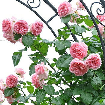 バラ苗 コンテスドゥセギュール 接木大苗 8号鉢 強香 蕾付き